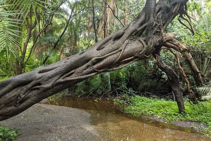 Gran tronco de árbol caído sobre un sendero en una exuberante zona verde.