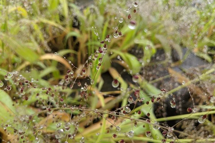 Primer plano de gotas de agua en tallos delgados y delicados de plantas.